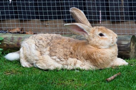Cofield Farms is a rabbitry in Pine Mountain, GA, that raises and sells Flemish giant, rex, and mini rex rabbits. . Flemish giant rabbits for sale